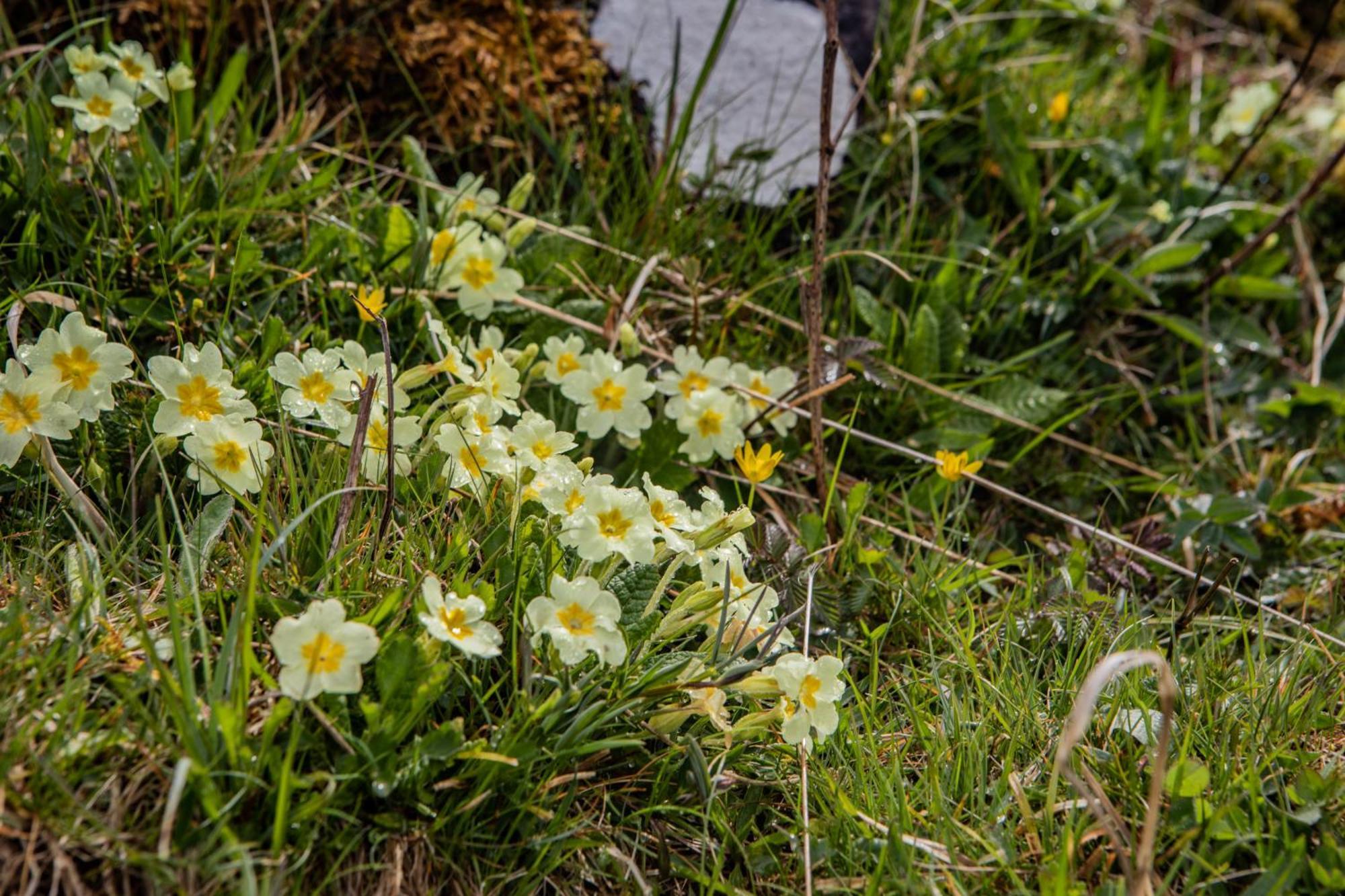 Edinbane Self Catering - On The Croft At Edinbane Βίλα Εξωτερικό φωτογραφία